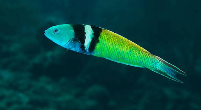 Учени разкриват как някои риби сменят пола си