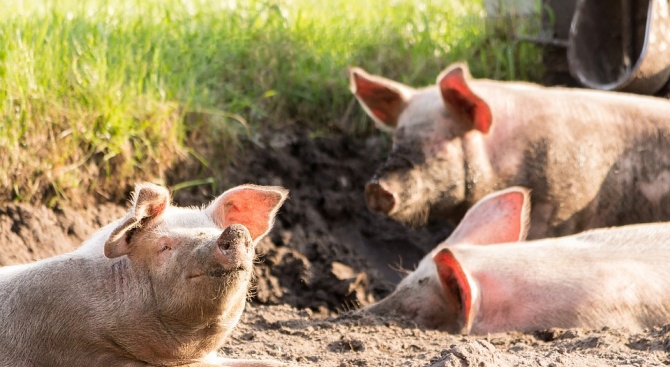 Около 40 000 са прасета в свинекоплекса в Бръшлен, които трябва да бъдат евтанизирани 