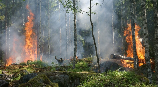 Хиляди хектари гори и култури бяха опустошени от пожари във Франция