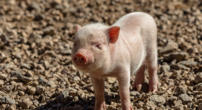 Експерт: Въпрос на време е африканската чума по свинете да се пренесе в Южна България