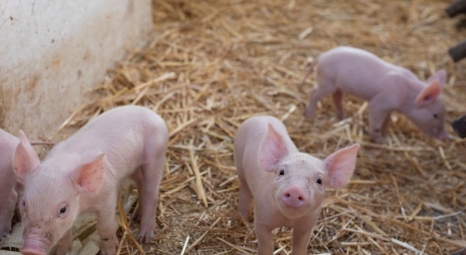 Държавен фонд „Земеделие“ спира проверките в свинекомплексите  в цялата страна 