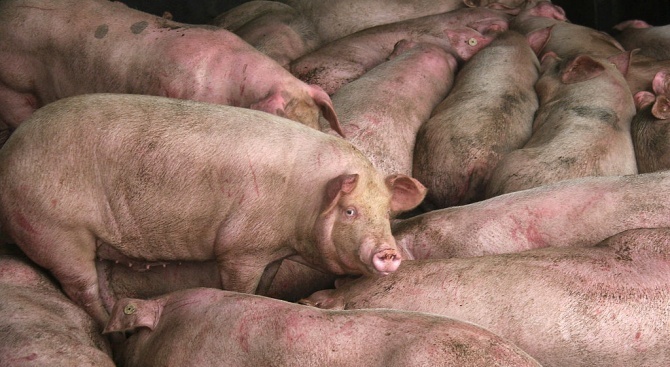 В Ямболско решиха да се спре отглеждането на свине около индустриалните ферми