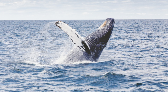  Фотограф улови как морски лъв попада в отворената уста на кит