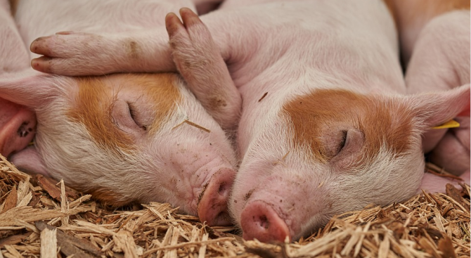 В община Свищов е обявено бедствено положение заради Африканската чума по свинете