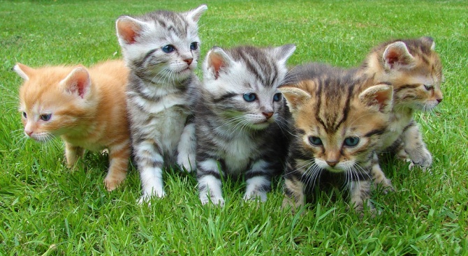 Интересни факти по случай Международния ден на котката