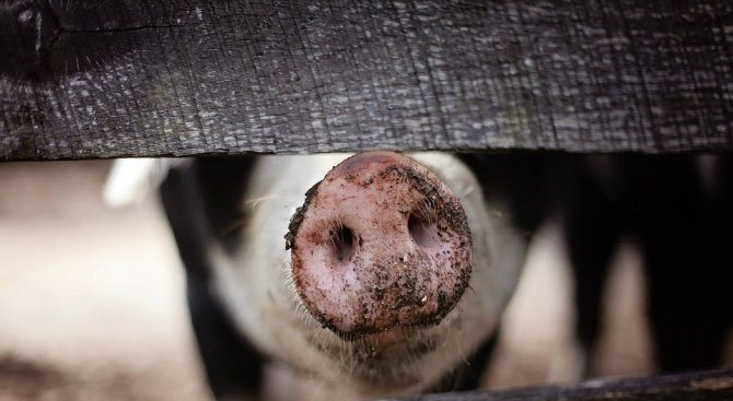 Евтанизират животните в седми свинекомплекс 
