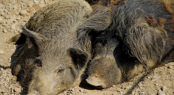 Нов случай на заразено с африканска чума диво прасе в района на село Мерданя