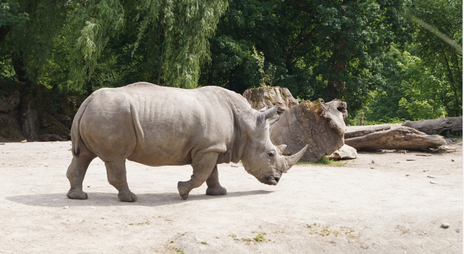 Учени взеха яйцеклетки от застрашения от изчезване северен бял носорог