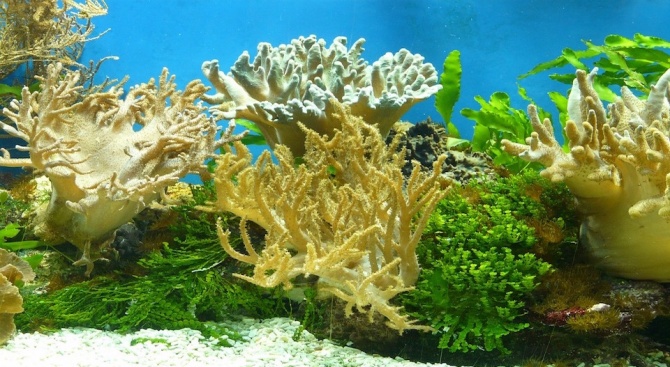 Експерти за пръв път размножиха атлантически корали в лаборатория