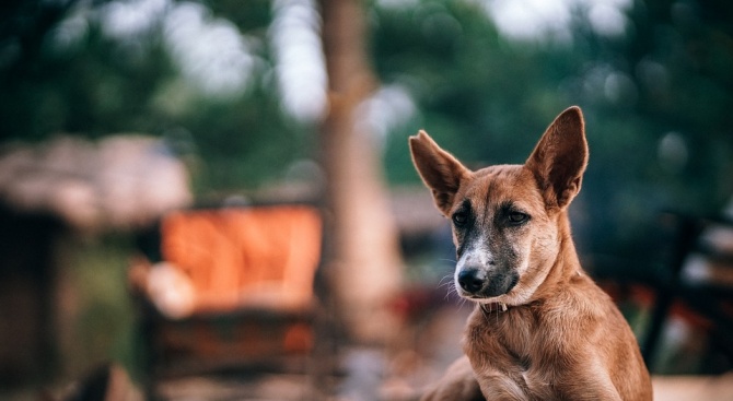Безплатна кастрационна кампания за кучета и котки ще се проведе във Велинград 