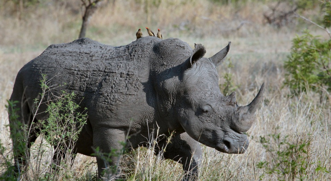 Носорог нападна служителка в сафари парк в Германия 