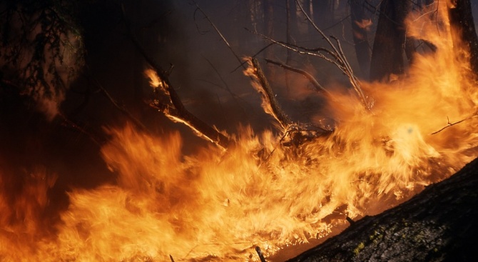 Пожар край Клокотница застрашава борова гора