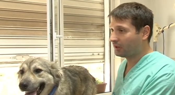 Ветеринар: Кучето, което бе влачено от собственика си, е щяло да умре