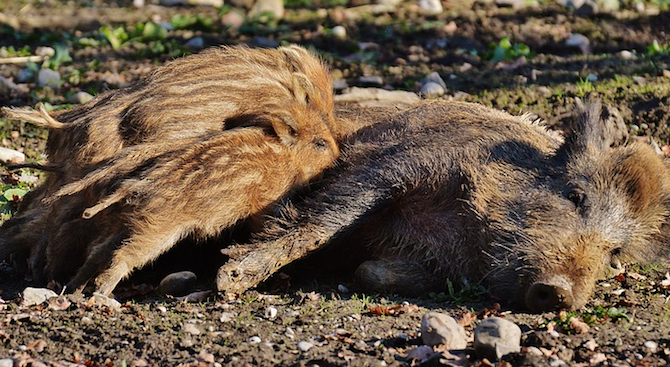 Откриват ловния сезон за диви свине в Русе