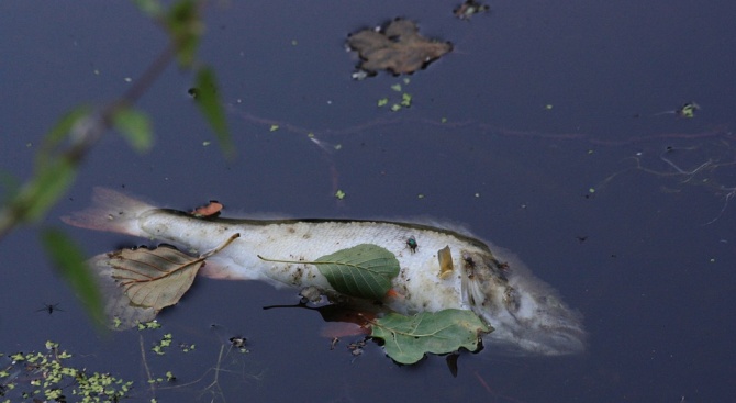 Хиляди умрели риби покриха бреговете на езеро в Гърция 
