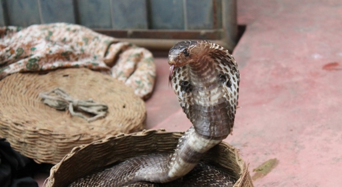 Войник хипнотизира една от най-отровните змии на света
