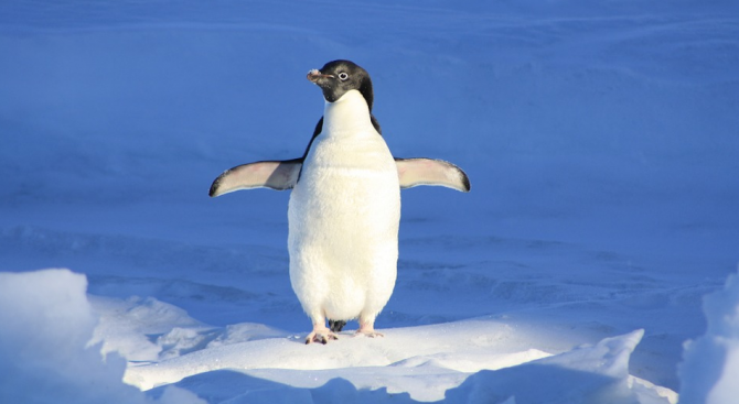 Спасиха пингвин след впечатляващо пътуване по море 