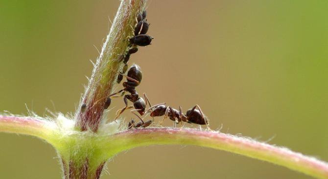 За мравките и хората