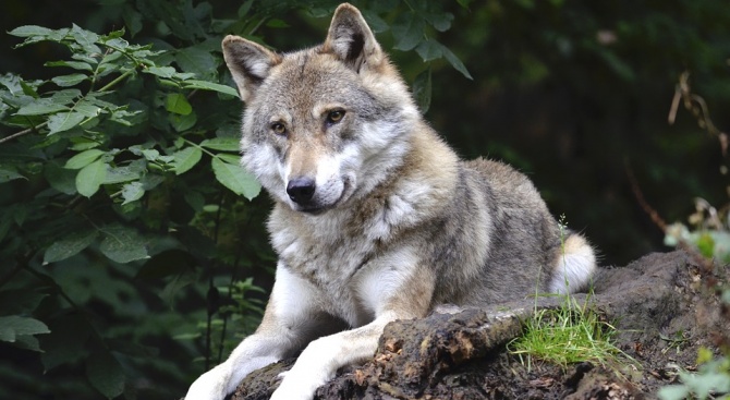 Вълци тормозят жителите на благоевградско село 