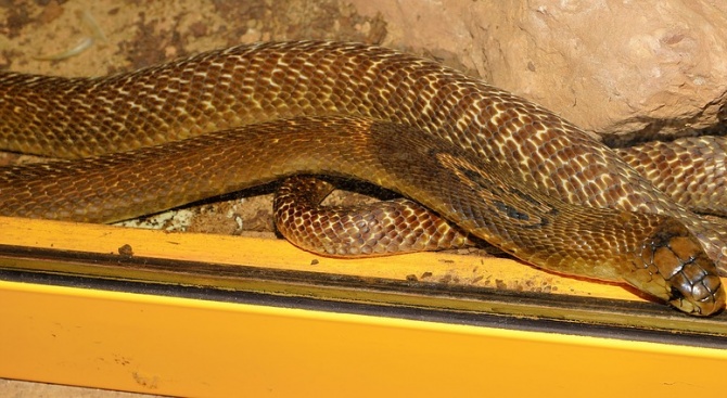 4-метрова кралска кобра изплаши посетителите на търговски център
