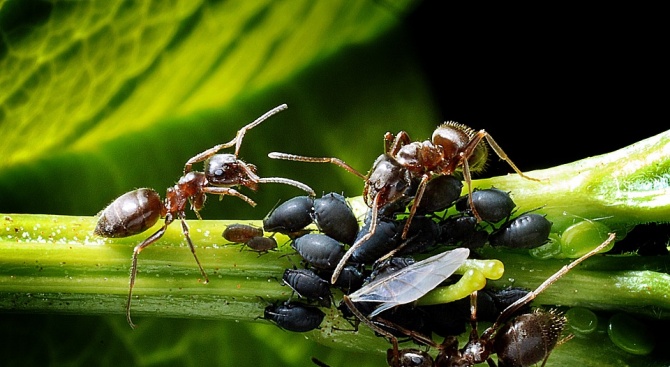 Мравките лекуват растенията с естествени антибиотици