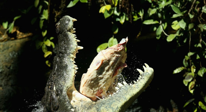 11-годишно момиче спаси своя приятелка от челюстите на крокодил, извади му очите