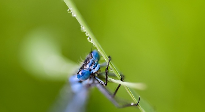Учени откриха първото насекомо в Южна Америка, излъчващо синя светлина