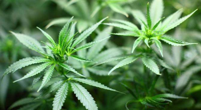 2.5 килограма марихуана са открити в домашна лаборатория