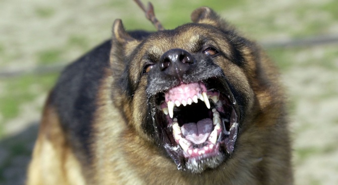 Агресивно куче разкъса домашни животни