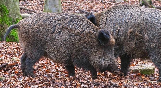 В Благоевградско има два нови случая на африканска чума по свинете