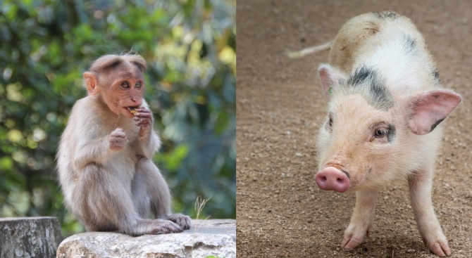 В Китай се родиха първите два хибрида между прасе и маймуна 