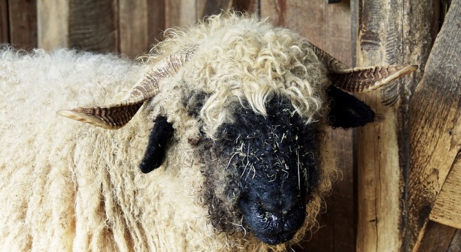 Определиха ставките по схемата за обвързано подпомагане за овце-майки и/или кози-майки 