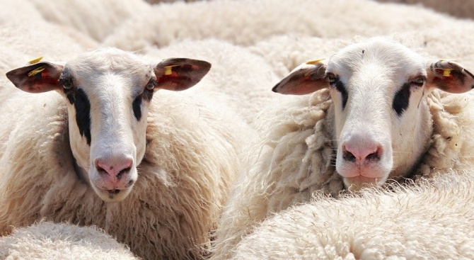 Стадо овце гладува след пожар в Исперихово