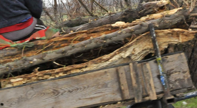Каруца с незаконна дървесина задържаха край Павликени