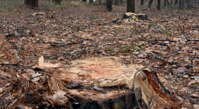 Отсечено дърво уби мъж във Видинско
