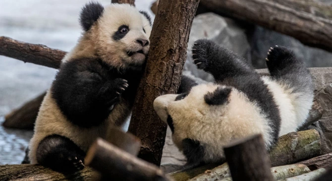 Мъжките панди близначета в Берлинския зоопарк се готвят за дебюта