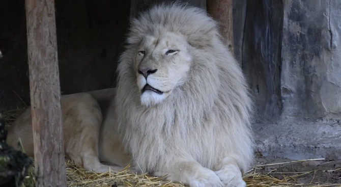 Белият лъв Чака пристигна от Франция в зоологическата градина в