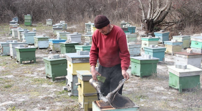 Времето е неестествено за сезона пчелите са изпаднали в зимен