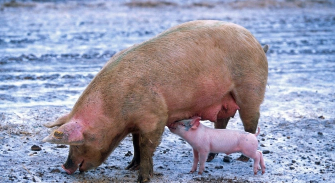 Беше потвърден първият случай на Африканска чума по свинете в