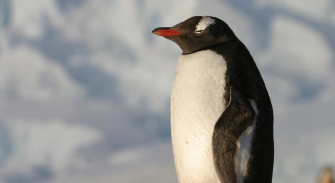 Броят на антарктическите пингвини в някои колонии в Западна Антарктида