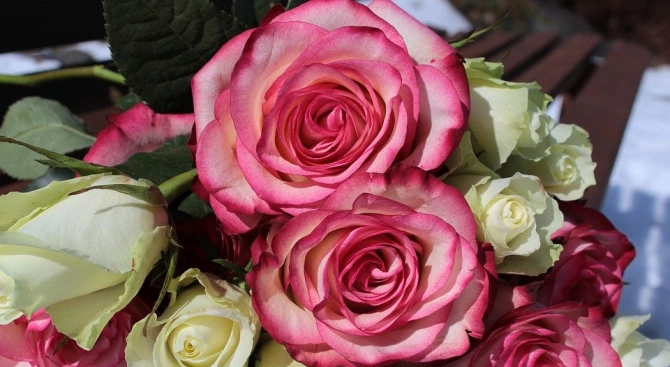 Германски учени установиха че леки аромати като този на розите