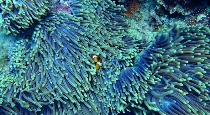  Кораловите рифове в целия свят може да изчезнат до 2100 г.