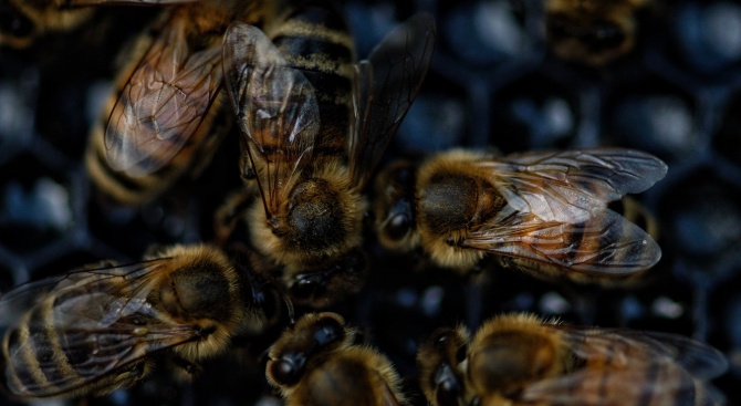 Държавен фонд "Земеделие" започна прием на документи по новата пчеларска програма