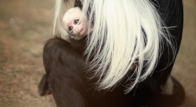 Маймунка от рядък вид вече радва посетителите на зоопарка в