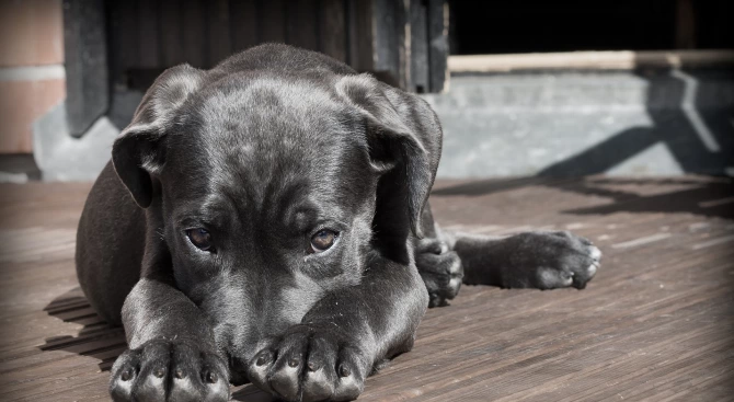 Дом за безстопанствени кучета в Несебър се превърна в сцена