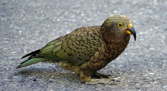 Новозеландските планински папагали Кеа са по умни отколкото се предполагаше досега