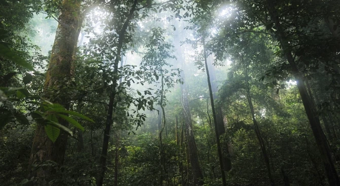 Тропическите гори губят способността си да складират въглероден диоксид а