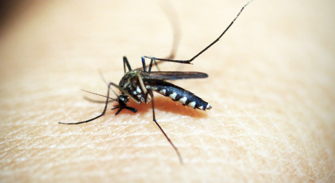 МС отпуска до 1 500 000 лв. за контрол на комарите в страната