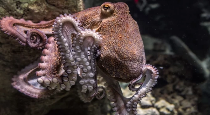 Австралийски гмуркач засне октопод да излиза от водата на бряг