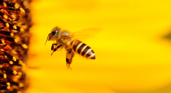 Община Шумен предупреждава пчеларите че ще има третирания с препарати